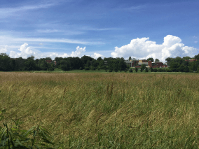 imagen de un campo en un día soleado